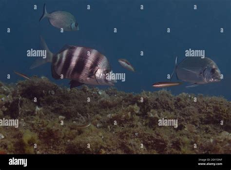 Zebra Sea Bream Diplodus Cervinus In Mediterranean Sea Stock Photo