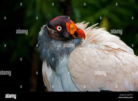 HEAD OF KING VULTURE Sarcoramphus Papa Stock Photo Alamy