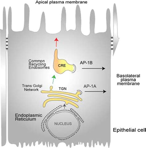 The Clathrin Adaptor Ap A Mediates Basolateral Polarity Developmental