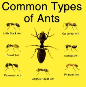 Florida Ant Identification Chart