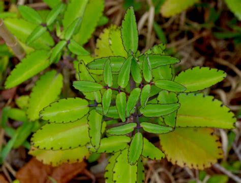 Bryophyllum Pinnatum Plant Ranakalli Santhi Online Plants Nursery