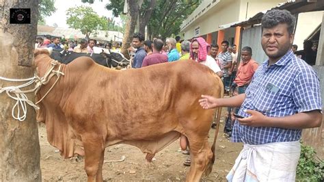 মঙ্গলবার ২ মে২৩ চট্টগ্রামের ব্যবসায়ী কত টাকা মন দরে মাংসের ওজন সহ বড় বড় ষাঁড় গরু