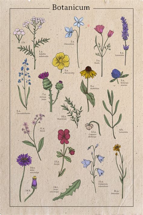 Affiche Botanique Fleurs Poster Herbier D Co Retro Vintage