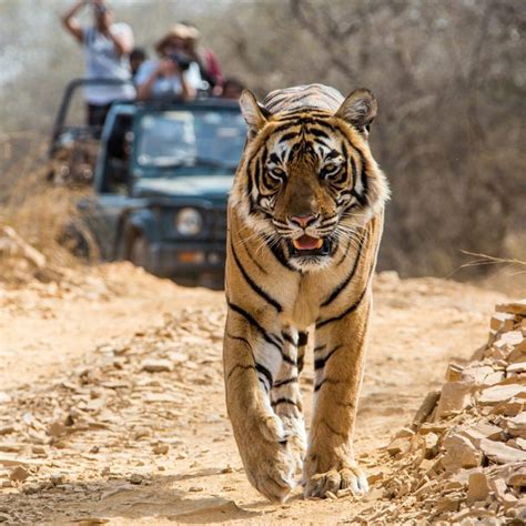 Indian Wildlife Safari Tours Package Wildlife Game Drives Safari