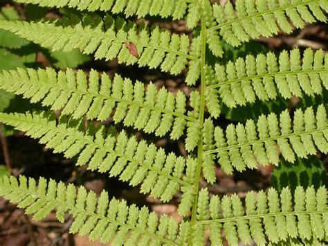 Athyrium filix-femina (Athyriaceae) image 13185 at PhytoImages.siu.edu