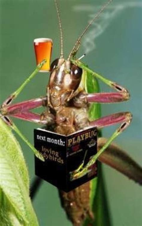 Funny Grasshopper Quotes Quotesgram