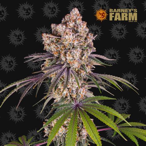 Buy Ice Cream Cake Barneys Farm At Kaya Barcelona Grow Shop Opciones