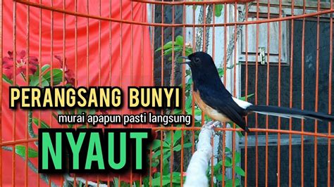 Murai Batu Gacor AMPUH Buat PANCINGAN Murai Batu Agar Bunyi JADIKAN