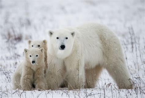 Premium Photo | Polar bear with a cubs in the tundra. canada.