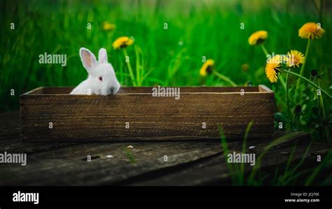 Little White Rabbit Sits In A Box On A Wooden Board On A Background Of