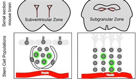 Zika Infects Adult Neural Progenitors Too The Scientist Magazine