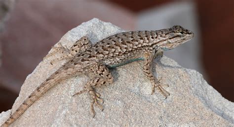 Plateau Fence Lizard