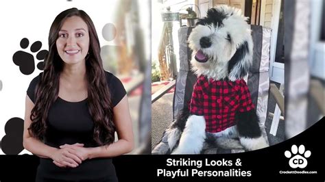 Sheepadoodle Breed Information and Characteristics - YouTube