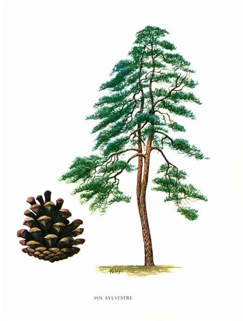 Scots Pine Print Pinus Sylvestris Vintage Botanical Etsy