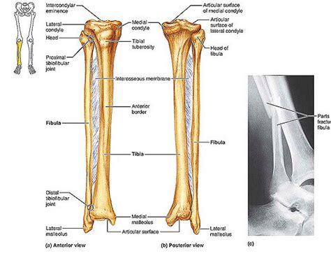 Tibia And Fibula Anatomy Bones Of Right Leg Anterior View Posterior