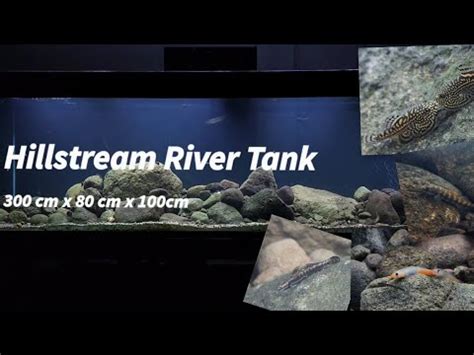 Big Hillstream River Tank Which There Are Gobies Fish And Loachs Fish