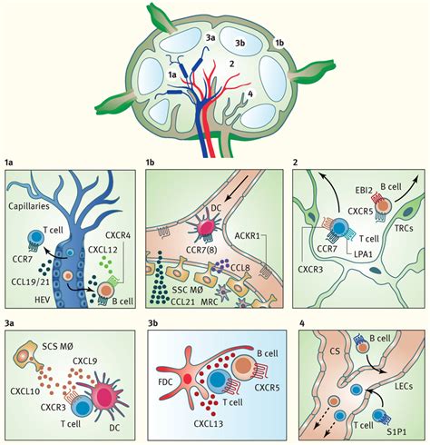 Chemokines And Lipid Chemoattractants Collaborate To Control The Global