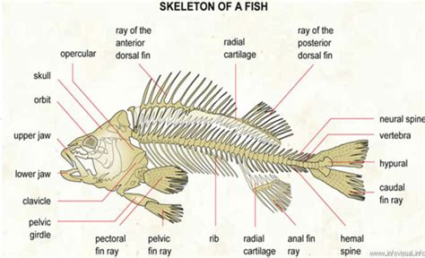 Gambar Rangka Ikan 52 Koleksi Gambar