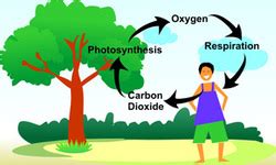 Biosphere - Ecology Explained