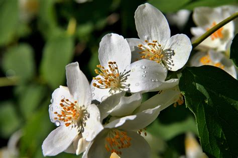 Banco De Imagens Natureza Ramo Plantar Branco Luz Solar Flor