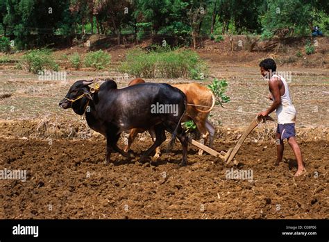 Farming Cow Ploughing Field Hi Res Stock Photography And Images Alamy