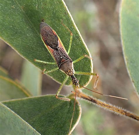 Reduviidae Zelus Renardii BugGuide Net