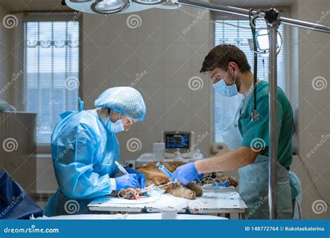 Un Dentista Y Un Anesthesiologist Del Veterinario Una Operaci N Para