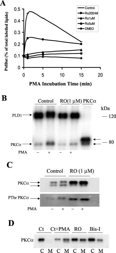 The Effects Of RO On PMA Stimulated PLD1 Activity And PLD1 Binding With