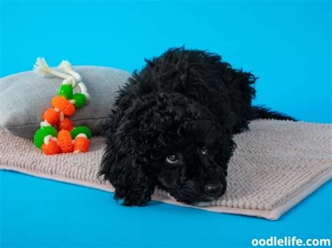 Ultimate Black Toy Poodle Guide (with Pictures) - Oodle Life