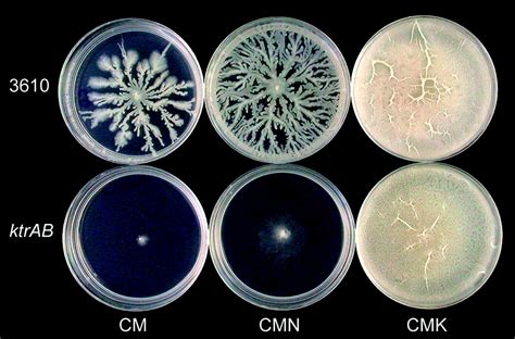 Bacillus Subtilis Colony