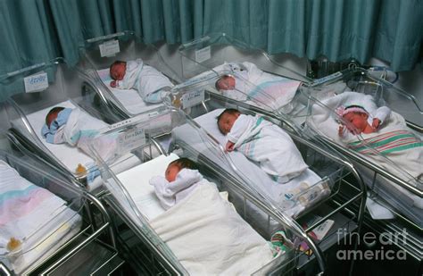 newborn babies   hospital maternity nursery photograph  science