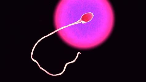 How Long After Sex Does Conception Occur HowStuffWorks