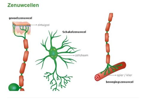 1 5 Zenuwstelsel K11 Zintuigen Bovenbouw Vmbo Biologie Voor Het