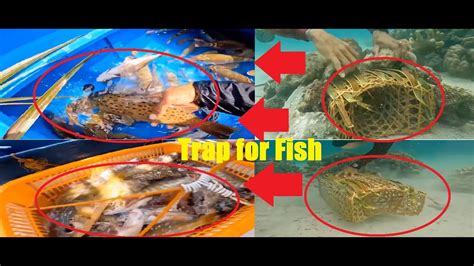 Diy Fish Trap Amazing Fish Trap Making An Underground Fish Trap