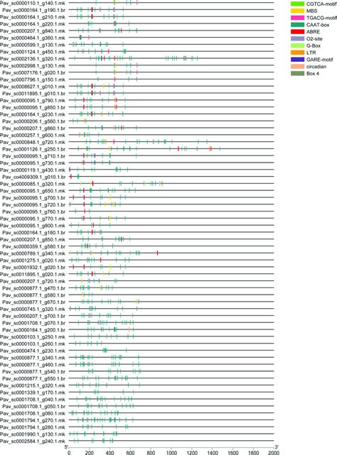 Identified Cis Elements In The Promoter Regions Of The Pavgst Genes