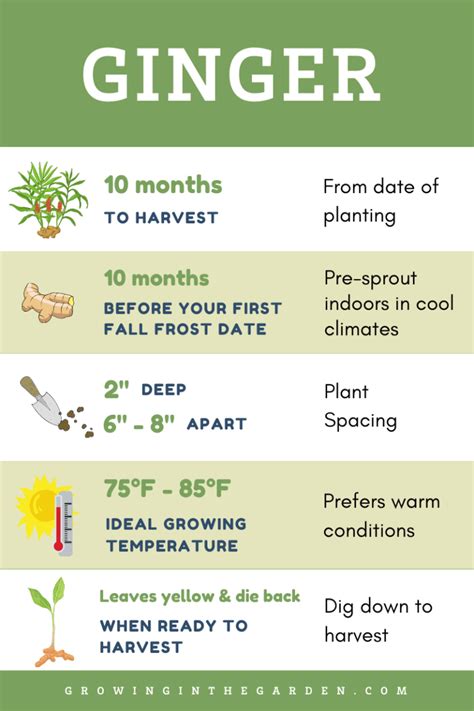 How To Grow Ginger 8 Tips For Growing Ginger Growing In The Garden