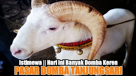 Update Harga Domba Garut Kontes Di Pasar Domba Tanjungsari Sumedang