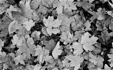 Black And White Leaves Page 1 Black And White Leaf Hd Wallpaper Pxfuel