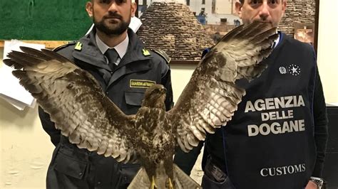 Rapace Imbalsamato Rinvenuto In Un Furgone Sequestro Al Porto Di Bari