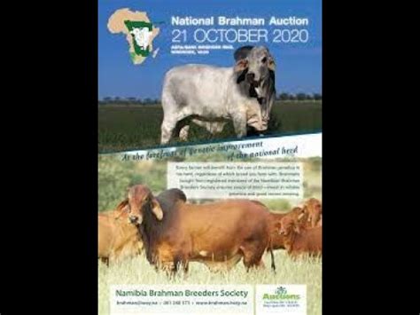 Farminginnamibia Brahman National Auction 2 YouTube