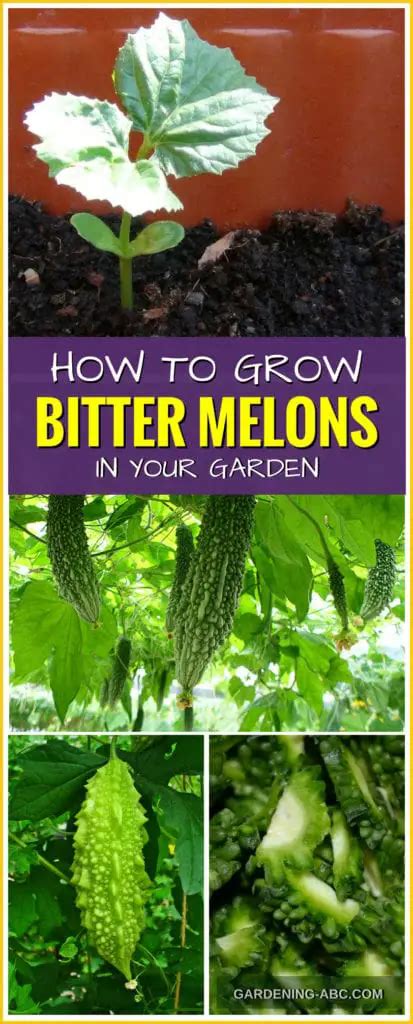 Growing Bitter Melons Made Easy A Simple Guide From Planting To Harvesting