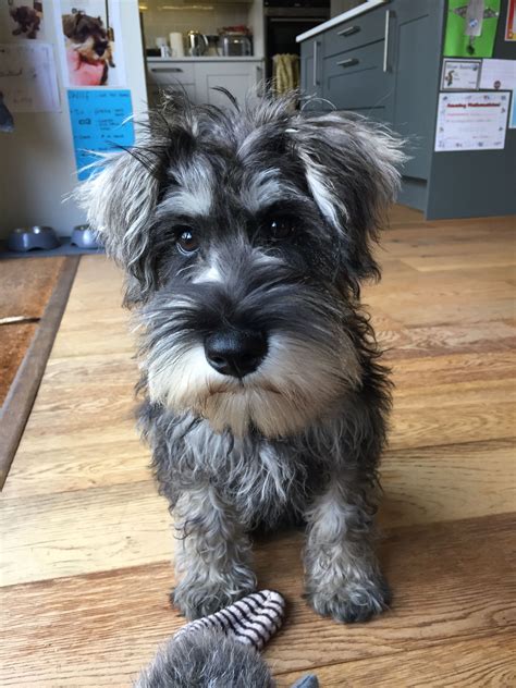 Schnoodle Noodle Salt And Pepper Lovely Puppy Schnauzer Breed