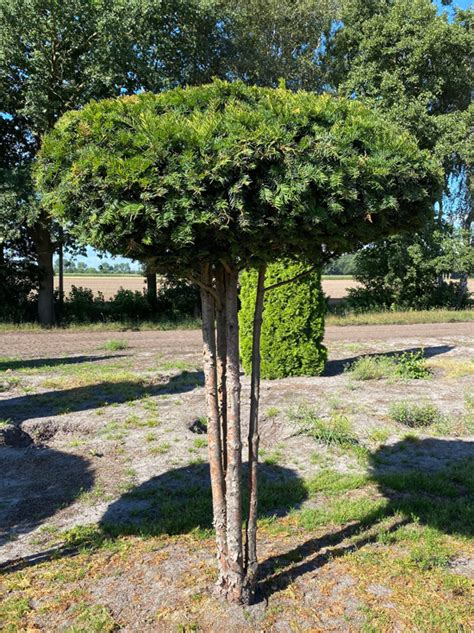 Heimische Eibe Schirm Nr 1202 Taxus Baccata 140 Cm Breit X 240 Cm