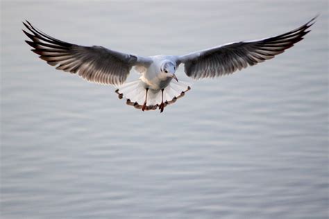 Möwe Flug Flügel Kostenloses Foto auf Pixabay Pixabay