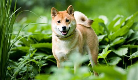 What Happens After Whales Scoop Billion Shiba Inu Coins