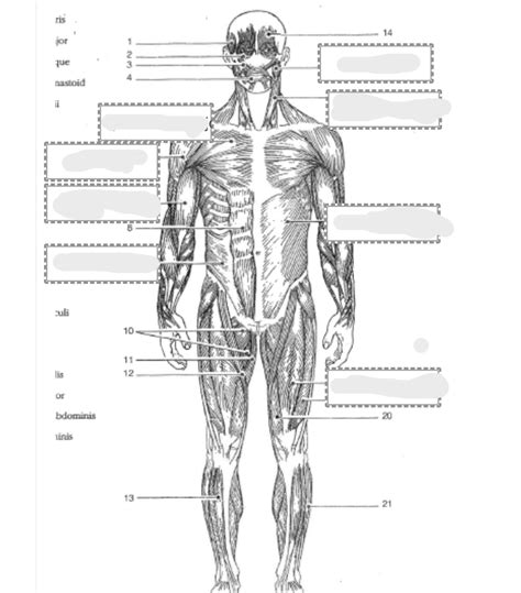 CH 6 Muscular System Diagrams Diagram Quizlet