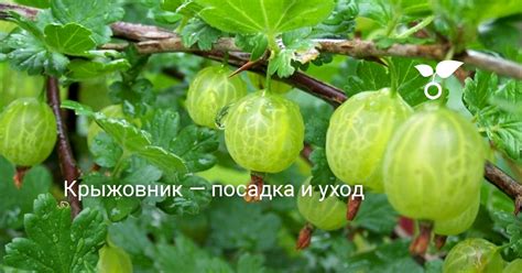 Крыжовник — посадка и уход . Сорта, фото — Ботаничка