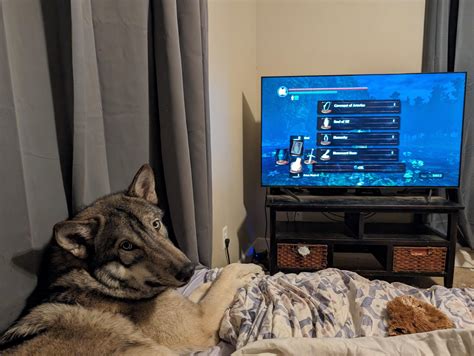 Anyone here play Dark Souls? (I just beat Sif) : r/Wolfdogs