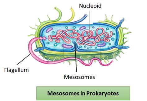 Prokaryotic Cell Structure Mesosome