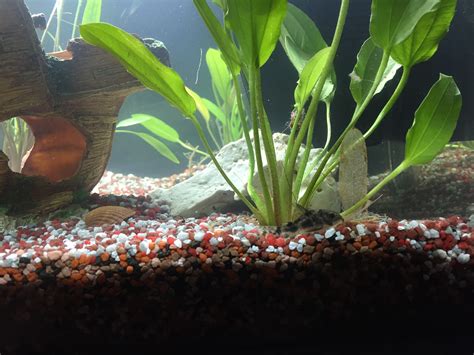 ist es normal das sich die welse im aquarium nicht viel bewegen